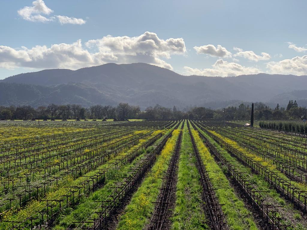 Round Pond Vineyard