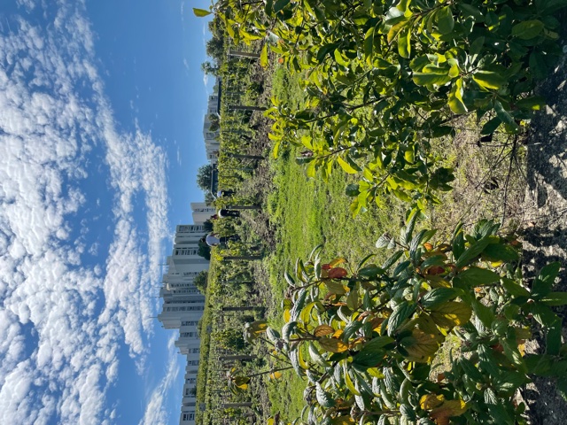 Champagne Harvest in �pernay.