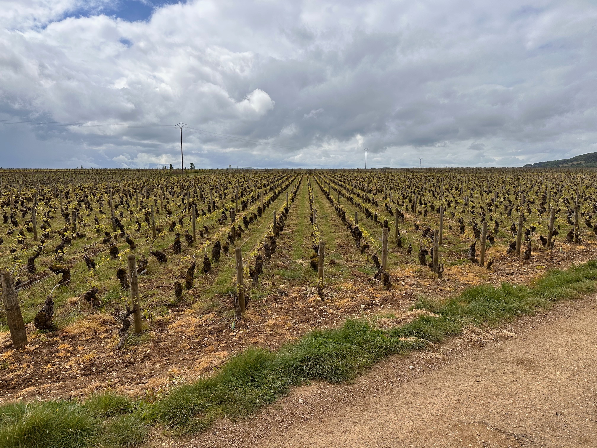 PulignyVineyards