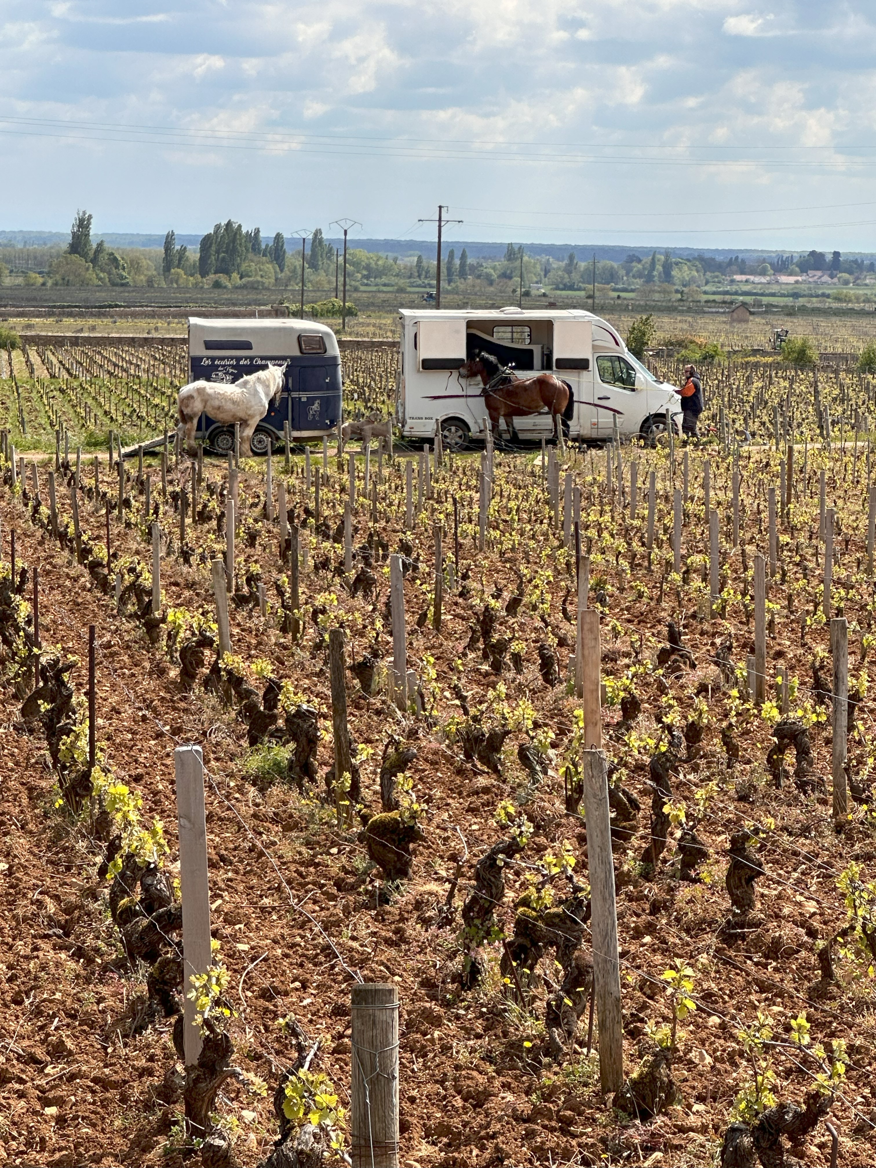 Horses plowing the Volnay vineyards